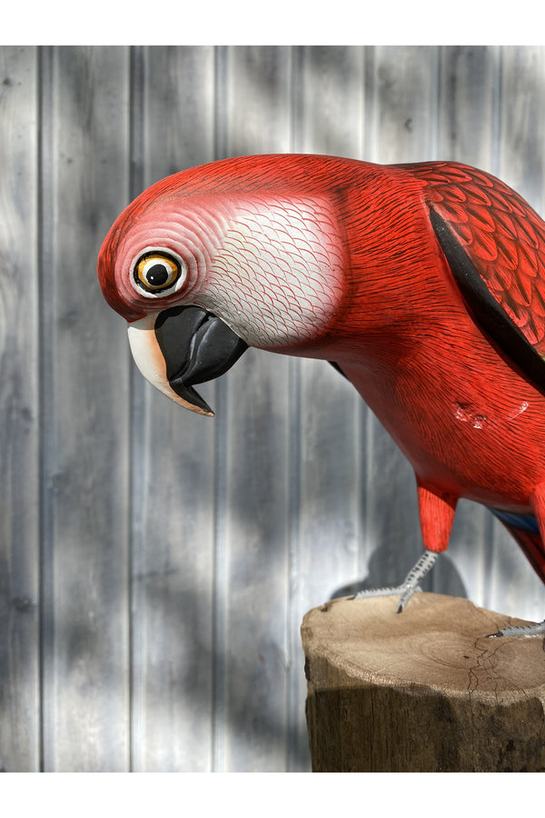 Papagei rot handgeschnitzt aus Albesiaholz